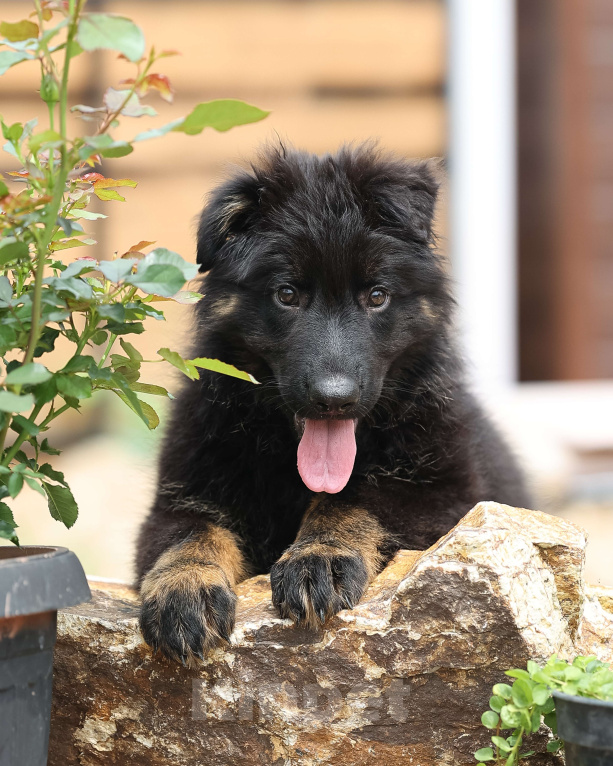 Собаки в Якутске: Щенок длинношерстной немецкой овчарки. Девочка, Бесплатно - фото 3
