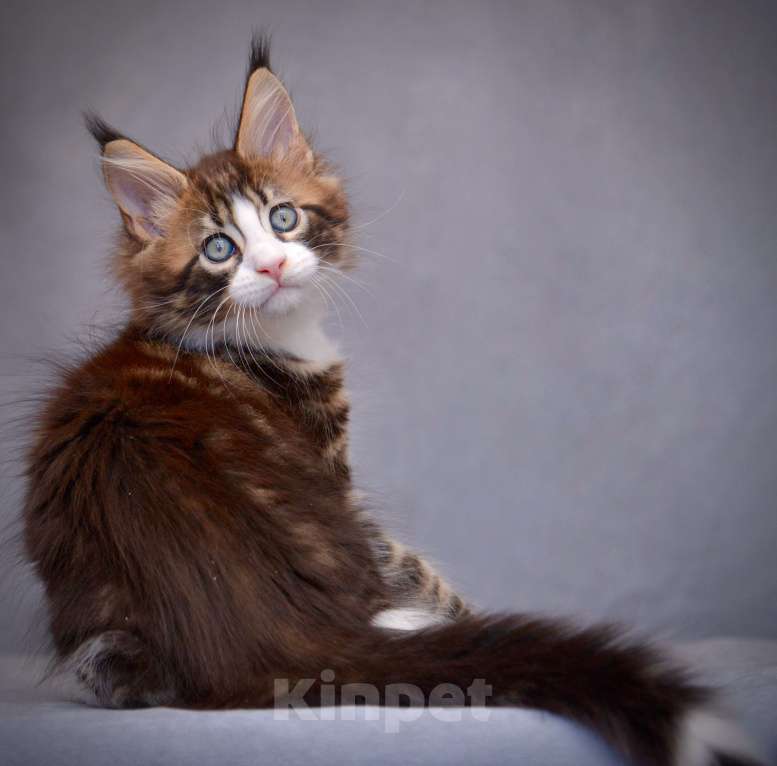 Кошки в Краснодаре: Мейн-кун мальчик Мальчик, 80 000 руб. - фото 4