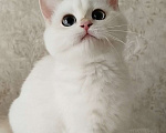 Кошки в Ставрополе: Британская золотая шиншилла (девочка) Девочка, 60 000 руб. - фото 3