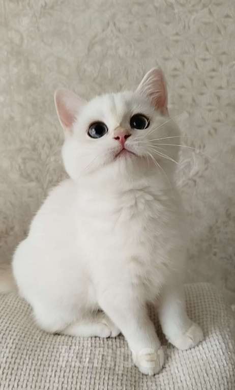 Кошки в Ставрополе: Британская золотая шиншилла (девочка) Девочка, 60 000 руб. - фото 3