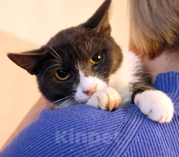 Кошки в Москве: Дымок и Анечка ищут дом Девочка, Бесплатно - фото 1