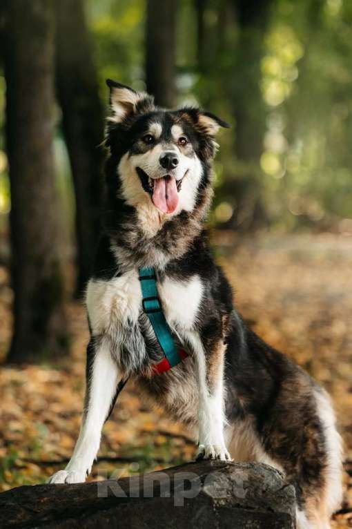 Собаки в Москве: Чудесная собака в поисках семьи! Мальчик, Бесплатно - фото 7
