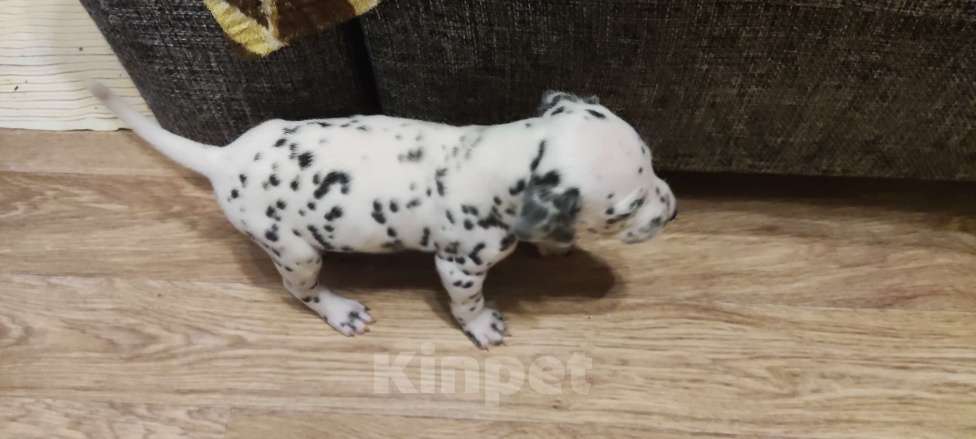 Собаки в Магнитогорске: Щенки Далматин Девочка, 10 000 руб. - фото 3