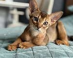 Кошки в Краснодаре: Абиссинский котенок дикого окраса Девочка, 75 000 руб. - фото 2