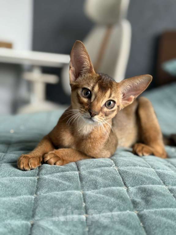 Кошки в Краснодаре: Абиссинский котенок дикого окраса Девочка, 75 000 руб. - фото 2