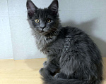 Кошки в Новосибирске: Котята Мейн-кун Девочка, Бесплатно - фото 1