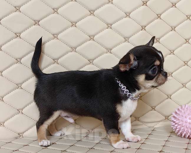 Собаки в Москве: Чихуахуа. Мальчик. Мальчик, 50 000 руб. - фото 3