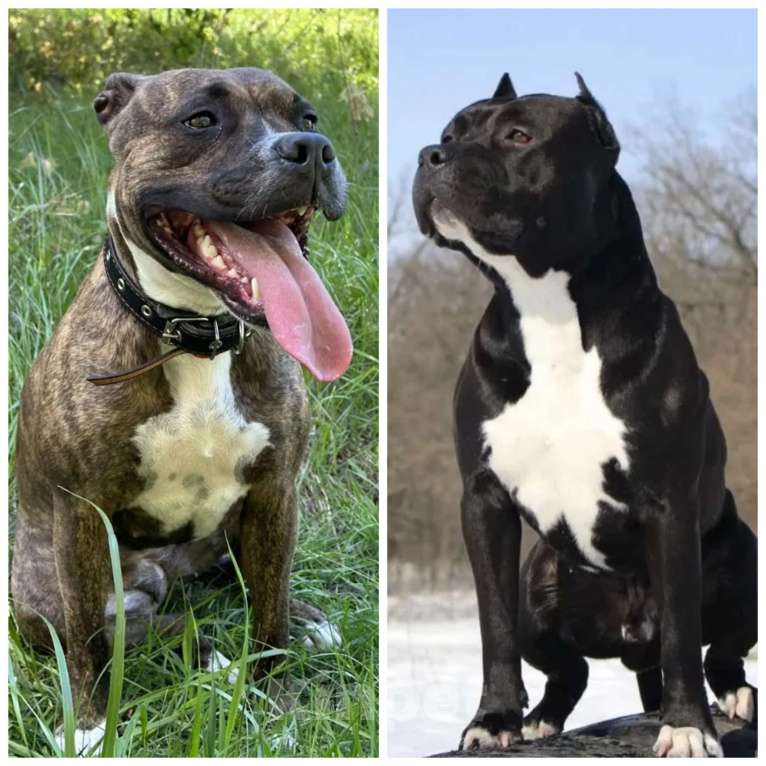 Собаки в Туле: Щенок Амстаффа Мальчик, 25 000 руб. - фото 5