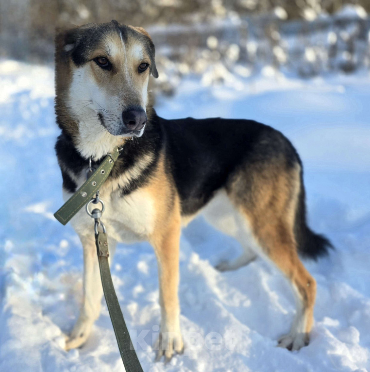 Собаки в Королеве: Нежная Лаура ждет свою семью Девочка, Бесплатно - фото 6