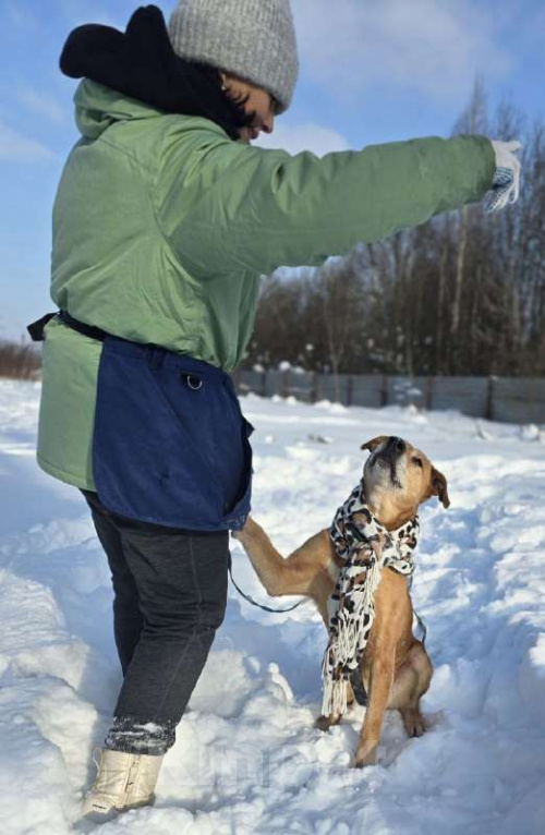 Собаки в Королеве: В поисках дома рыжее солнышко приюта! Девочка, Бесплатно - фото 6