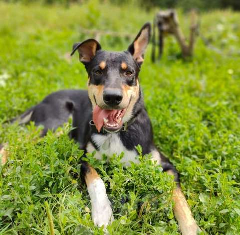 Собаки в Москве: Байрон ищет семью! Мальчик, 1 руб. - фото 2