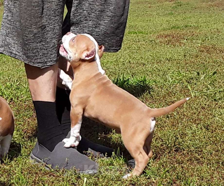 Собаки в Новосибирске: Рыже лиловый мальчишка Американский булли Мальчик, 80 000 руб. - фото 8