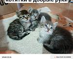Кошки в Нефтекамске: Отдам в добрые руки НБш 10 Девочка, Бесплатно - фото 3