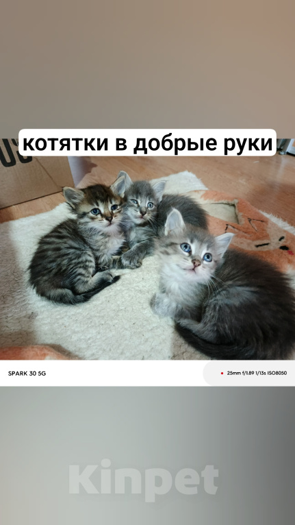 Кошки в Нефтекамске: Отдам в добрые руки НБш 10 Девочка, Бесплатно - фото 3