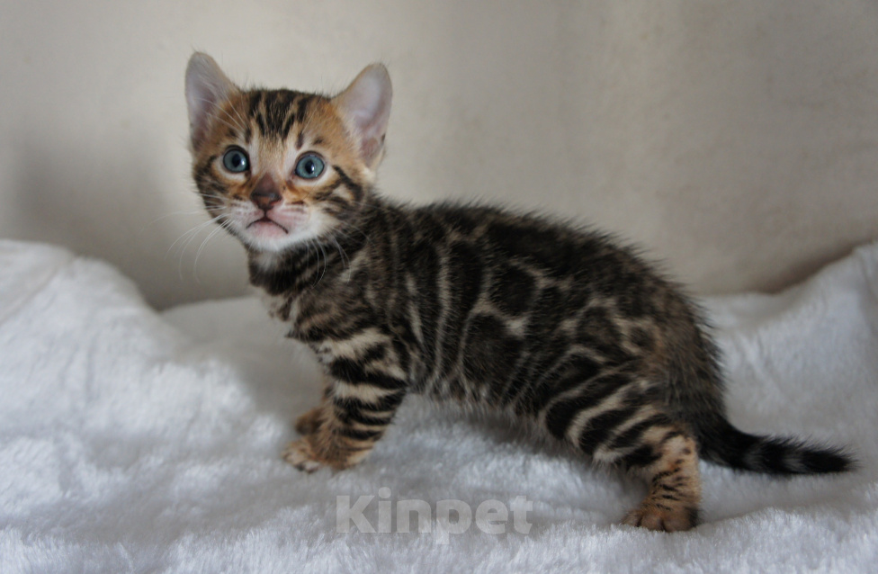 Кошки в Москве: Бенгальские котята - девочки Девочка, 65 000 руб. - фото 8