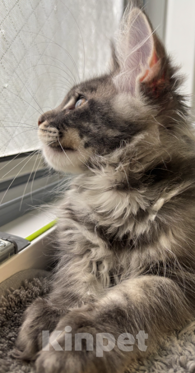 Кошки в Москве: Котик мейн-кун из питомника Status Joy Мальчик, 70 000 руб. - фото 6