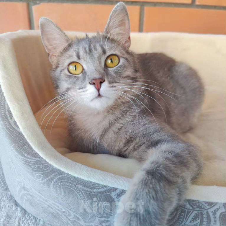 Кошки в Москве: Барселону никто не замечает  Девочка, Бесплатно - фото 5