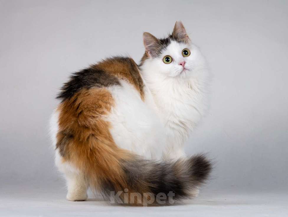 Кошки в Москве: Молодая сибирская трехцветная кошечка Зая в дар Девочка, 1 руб. - фото 1