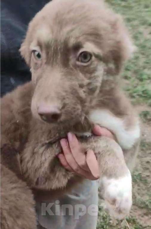 Собаки в других городах Владимирской области: Красивый щенок девочка в добрые руки Девочка, Бесплатно - фото 4