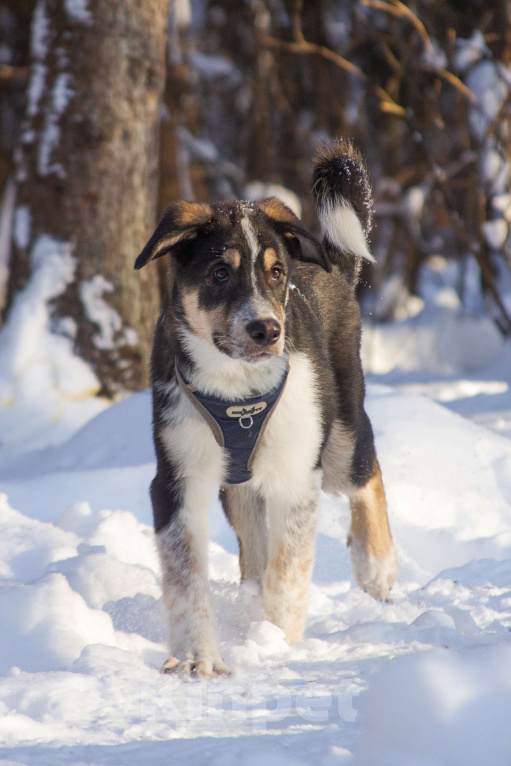 Собаки в Москве: Щенок Алабая в добрые руки  Мальчик, Бесплатно - фото 2