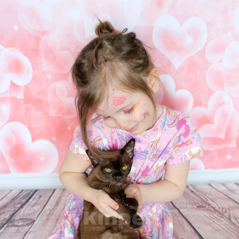 Кошки в Москве: Бурма - котята из питомника Девочка, 90 000 руб. - фото 10