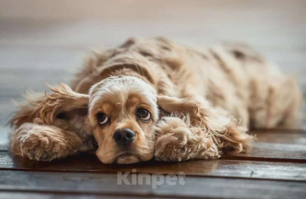 Собаки в Москве: Американский кокер спаниель  Девочка, 100 000 руб. - фото 3