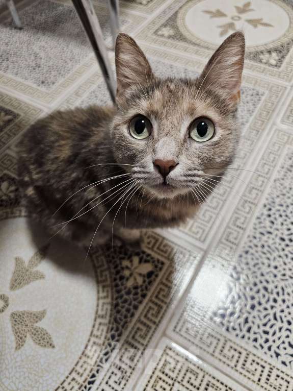 Кошки в Москве: Бесплатно в добрые руки! Девочка, Бесплатно - фото 4