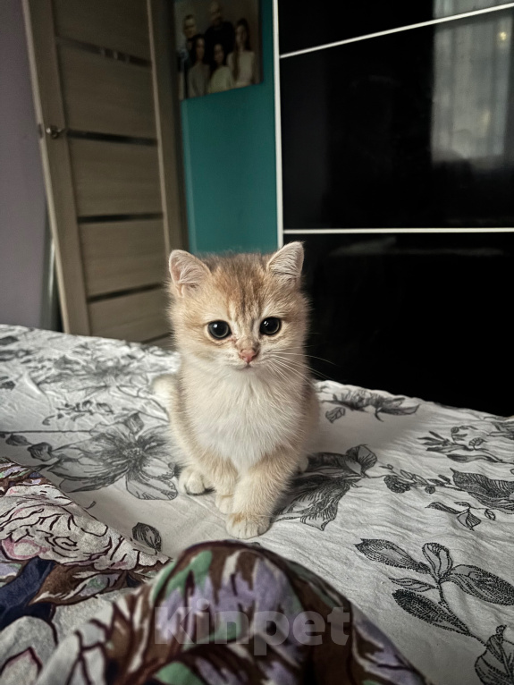 Кошки в Тюмени: Котёнок голубое золото Мальчик, 45 000 руб. - фото 3
