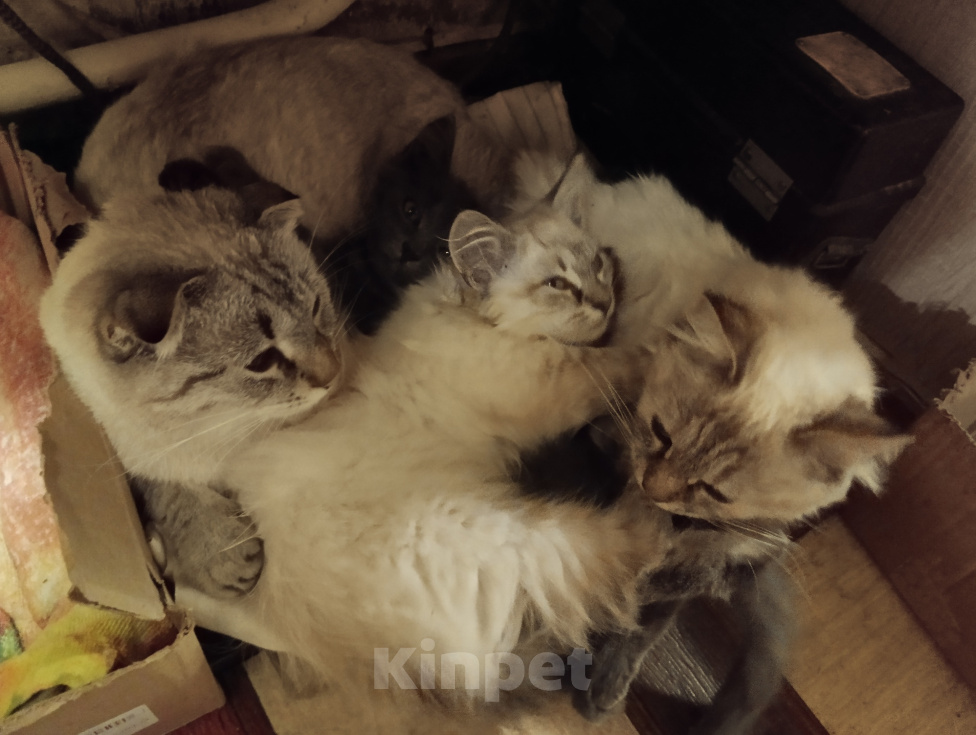 Кошки в Подольске: Очень красивая девочка в добрые руки Девочка, Бесплатно - фото 4