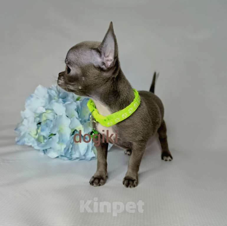 Собаки в Москве: Мальчик чихуахуа голубого окраса Мальчик, 20 000 руб. - фото 3