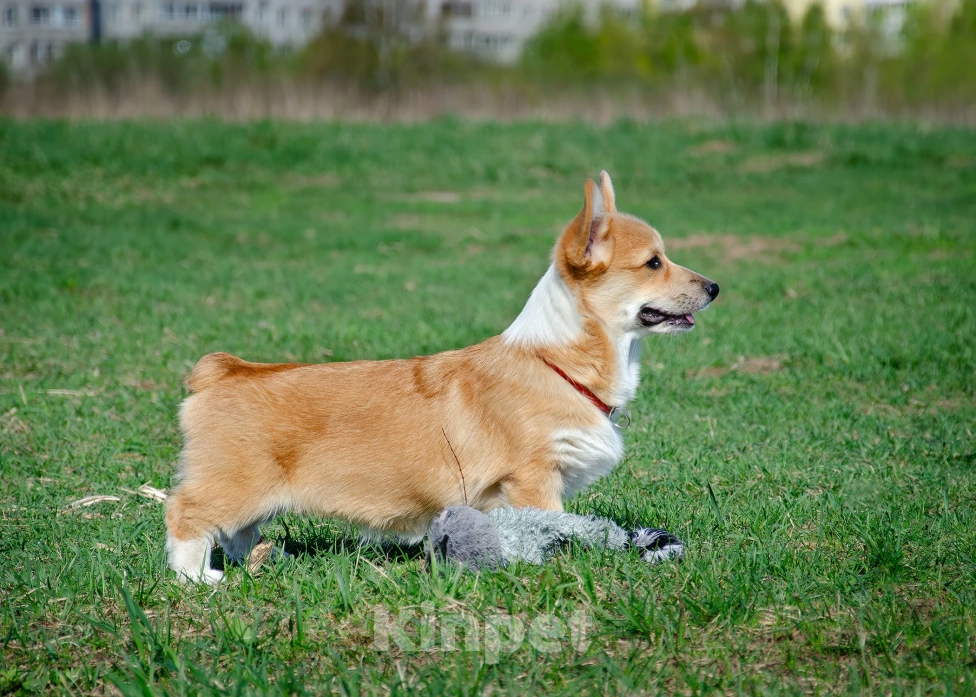 Собаки в Фрязино: Девочка вельш корги пемброк  Девочка, 55 000 руб. - фото 2