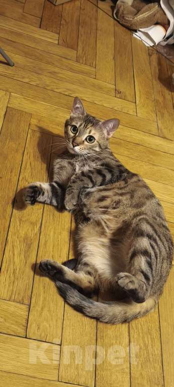 Кошки в Санкт-Петербурге: Кошка Юки, отдаю в добрые руки Девочка, Бесплатно - фото 2