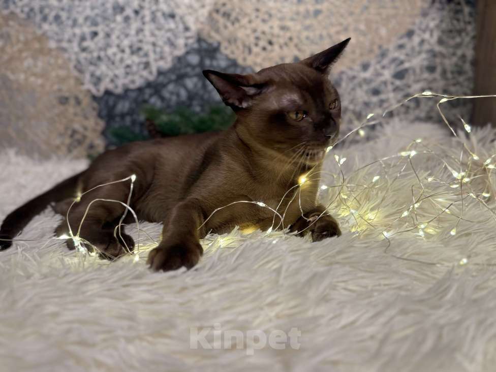 Кошки в Москве: Котята Европейская Бурма Мальчик, 60 000 руб. - фото 3