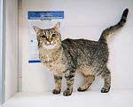 Кошки в Зеленограде: Глен ищет дом Девочка, Бесплатно - фото 9