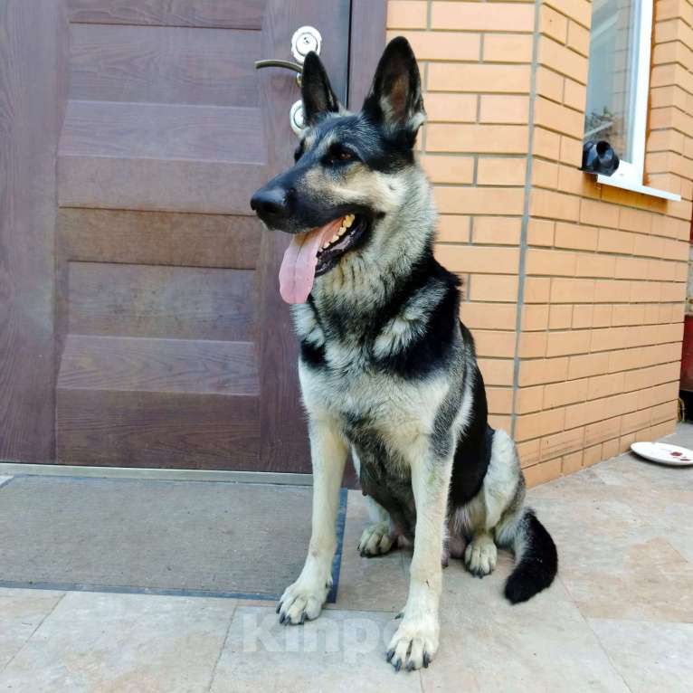 Собаки в других городах Краснодарского края: Восточноевропейская овчарка Девочка, 45 000 руб. - фото 3