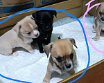 Собаки в Ульяновске: Продам щенков чихуа Мальчик, 18 000 руб. - фото 3