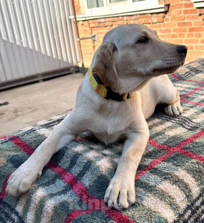 Собаки в Краснодаре: Щенки лабрадора палевые ркф  Девочка, 25 000 руб. - фото 10