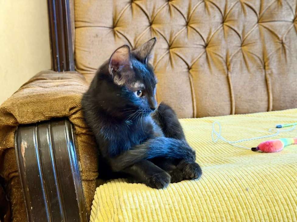 Кошки в Москве: Я очень жду мою маму Мальчик, Бесплатно - фото 8