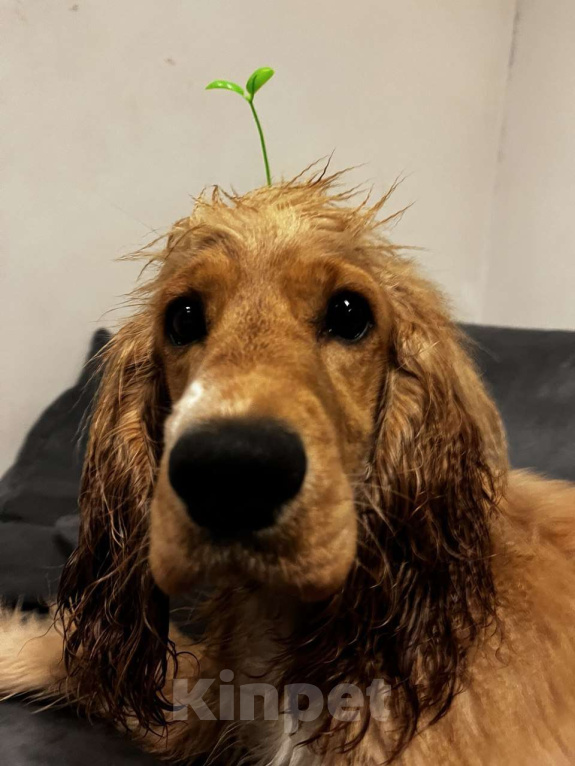 Собаки в Москве: Щенок английский кокер-спаниель ищет новый дом Девочка, 10 000 руб. - фото 5