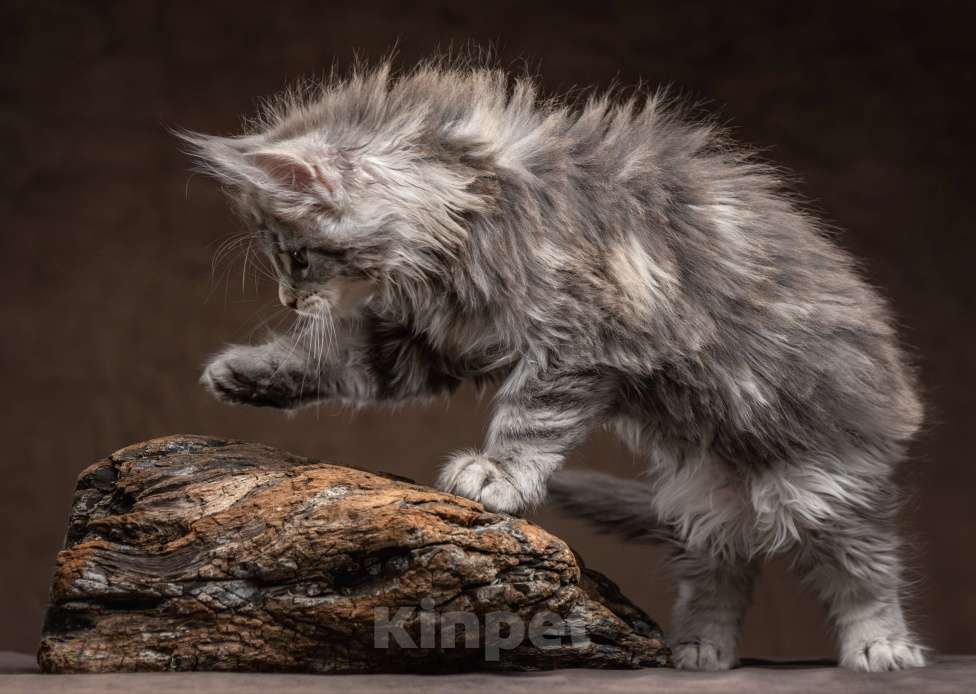 Кошки в других городах Ленинградской области: Котята в "руковичках", милые  котята, техцветные "черепашк" приносят в дом счастье и достаток. Девочка, 45 000 руб. - фото 10