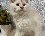 Кошки в Вологде: Очаровательный мейн-кун Мальчик, 30 000 руб. - фото 1