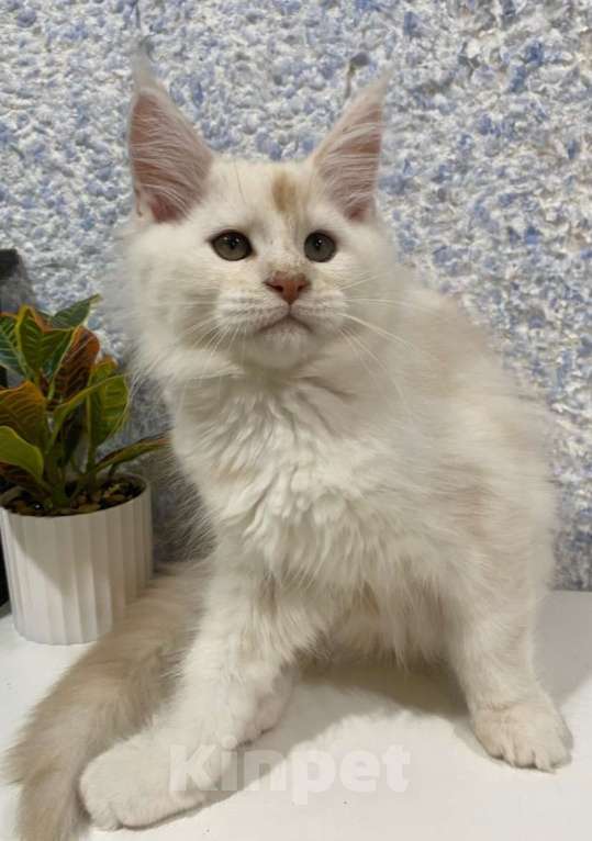 Кошки в Вологде: Очаровательный мейн-кун Мальчик, 30 000 руб. - фото 1