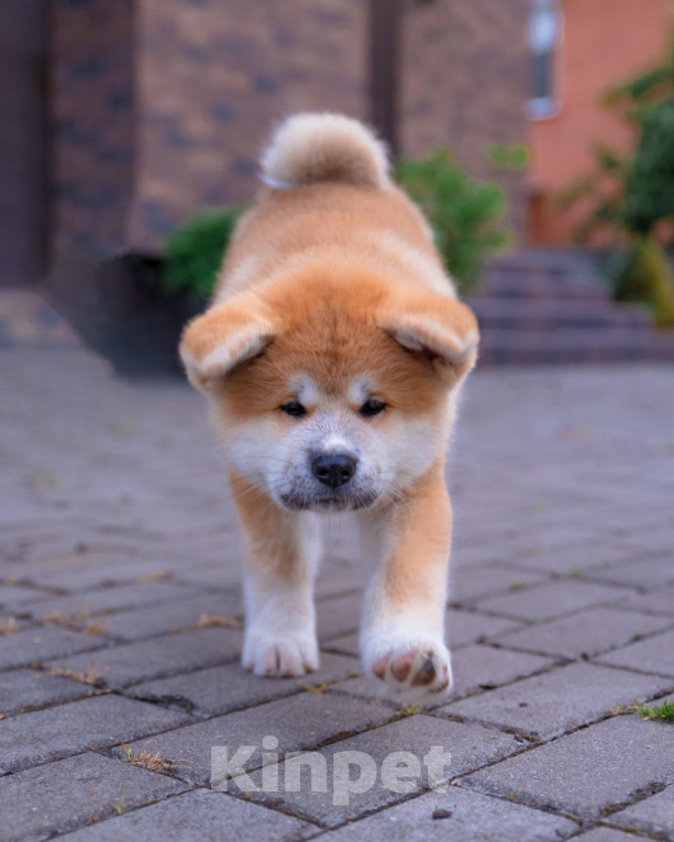 Собаки в Екатеринбурге: Щенки акита-ину Девочка, Бесплатно - фото 2