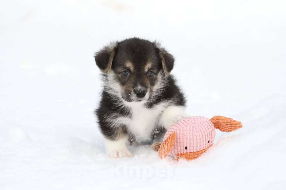Собаки в Москве: Вельш корги пемброк Мальчик, 60 000 руб. - фото 2