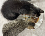 Кошки в Мытищах: котята Мальчик, Бесплатно - фото 2