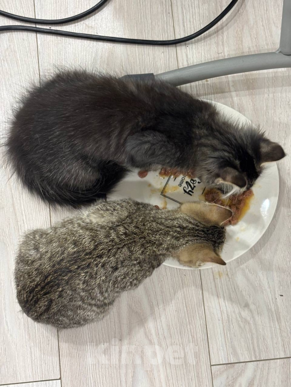 Кошки в Мытищах: котята Мальчик, Бесплатно - фото 2
