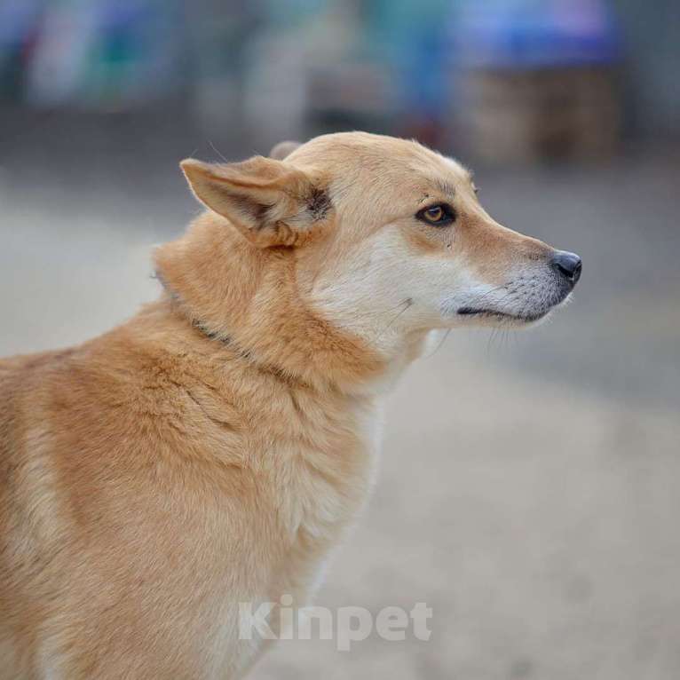 Собаки в Москве: Мимишка Девочка, Бесплатно - фото 2