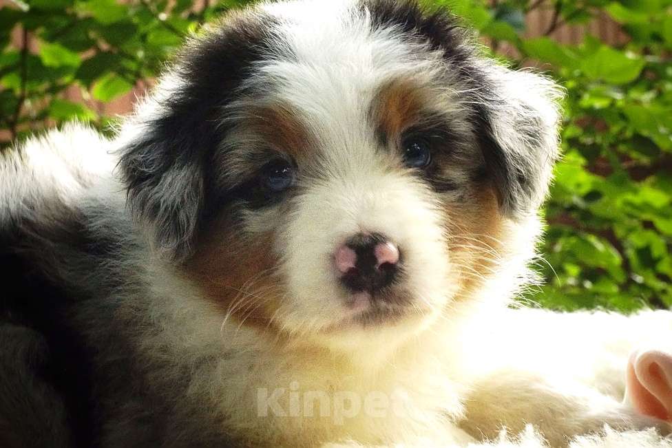 Собаки в Ростове-на-Дону: Мальчики аусси Мальчик, Бесплатно - фото 5