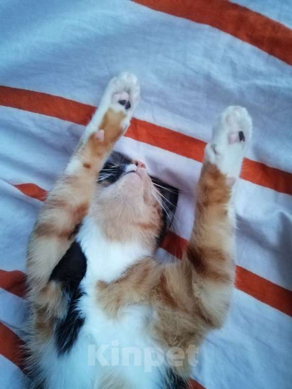 Кошки в Москве: Кошечка. Умная и ласковая  Девочка, Бесплатно - фото 4