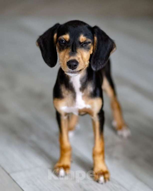 Собаки в Санкт-Петербурге: Очаровательная девочка Зиппи  готова к переезду в новый дом. Девочка, Бесплатно - фото 7